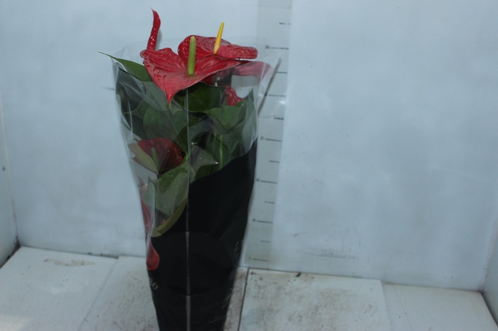 <h4>ANTHURIUM MICHIGAN P17 PREMIUM</h4>