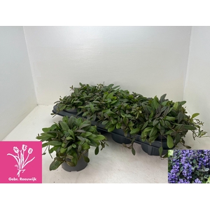 AJUGA OV