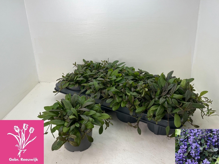 <h4>AJUGA OV</h4>