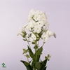 PHLOX P DANIELLE