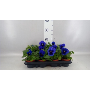 Viola wr. 'Delta Blue wBlotch'
