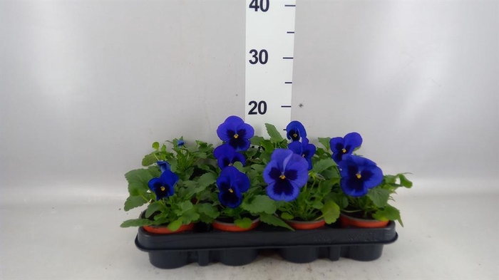 <h4>Viola wr. 'Delta Blue wBlotch'</h4>