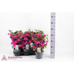 BOUGAINV SANDERIANA