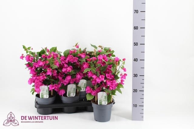 <h4>BOUGAINV SANDERIANA</h4>