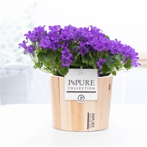 Campanula Porto LL Pure Wood