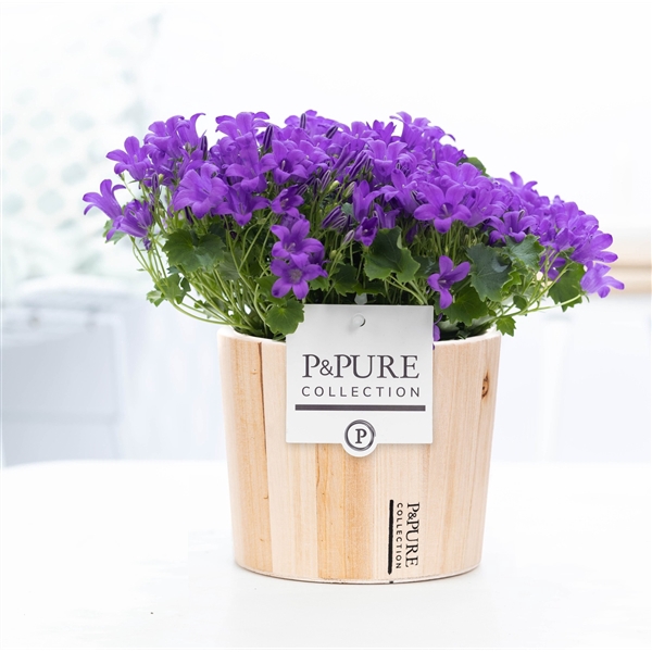 <h4>Campanula Porto LL Pure Wood</h4>