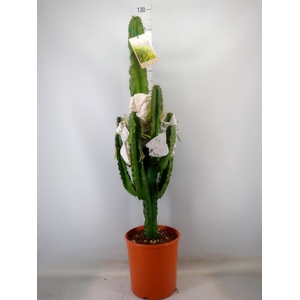 Euphorbia candelabrum