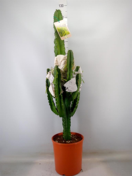 <h4>Euphorbia candelabrum</h4>
