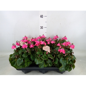 Cyclamen KL 'Petticoat'
