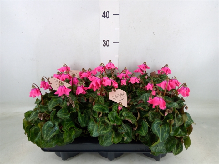 <h4>Cyclamen KL 'Petticoat'</h4>