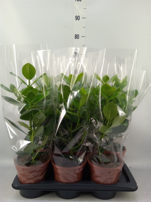 <h4>Clusia rosea 'Princess'</h4>