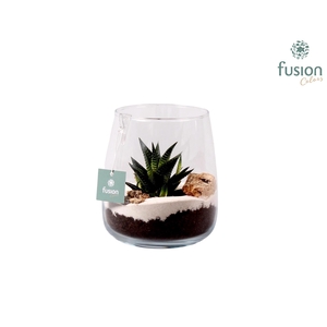 Windlicht Alzada mini met Hawortia