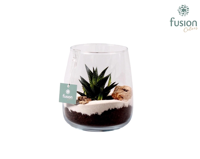 <h4>Windlicht Alzada mini met Hawortia</h4>