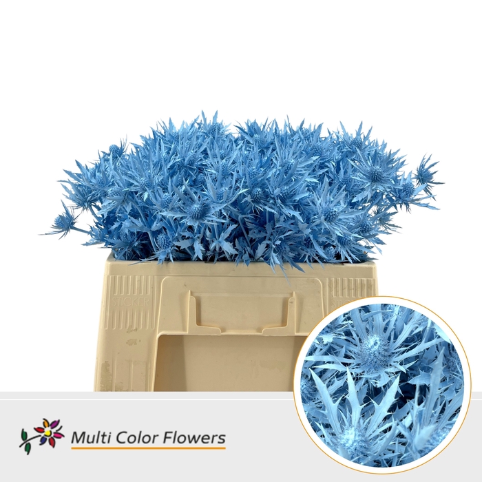 <h4>Eryngium Blauw Licht</h4>