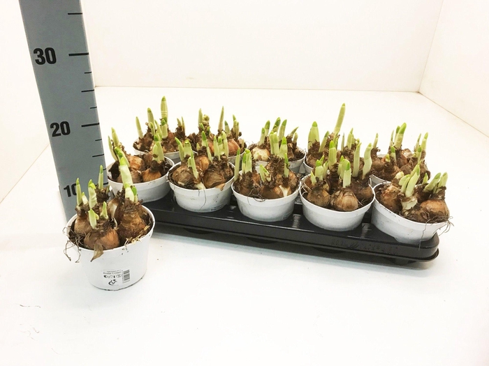 <h4>NARC D BRIDAL CROWN</h4>