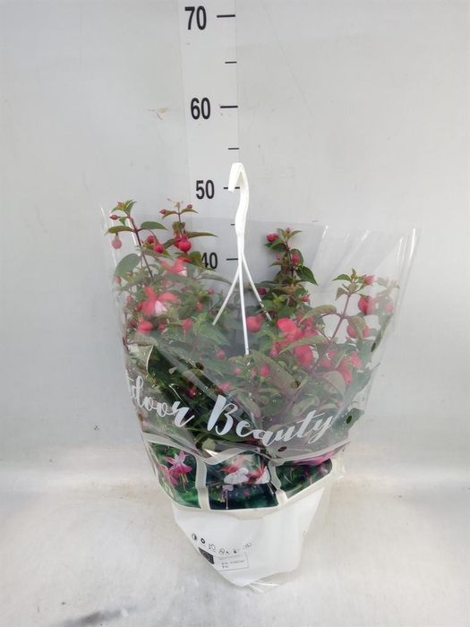 <h4>Fuchsia   ...</h4>