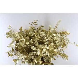 Euc Cinerea Goud
