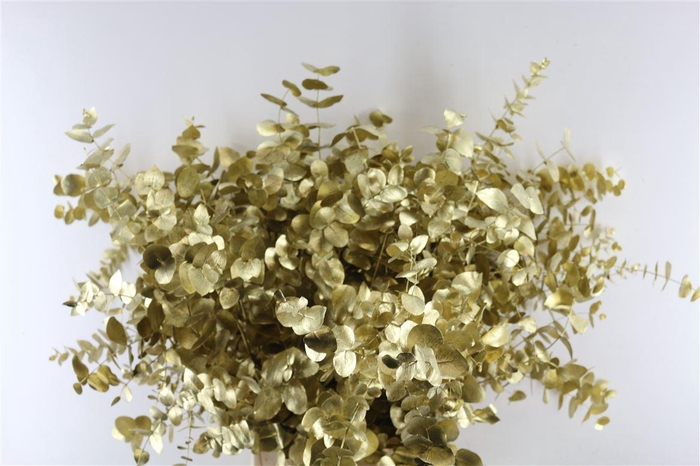 <h4>Euc Cinerea Goud</h4>