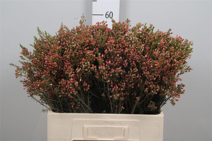 <h4>Chame Adi (knop)</h4>