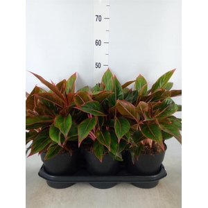 Aglaonema  'Jungle Red'