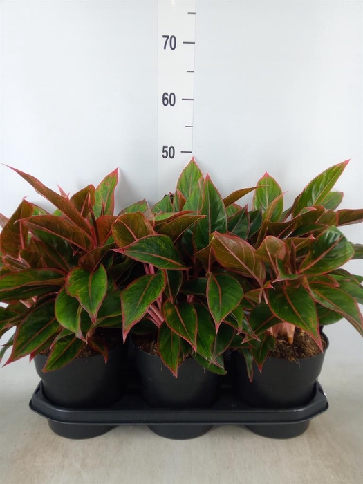 <h4>Aglaonema  'Jungle Red'</h4>