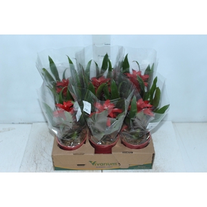AECHMEA FASCIATA P17