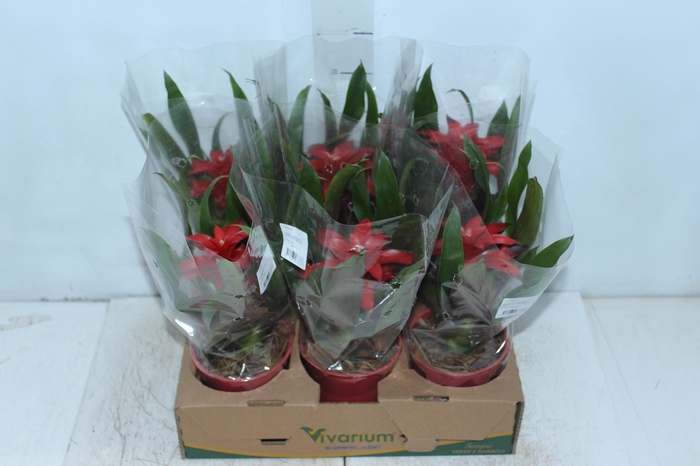 AECHMEA FASCIATA P17