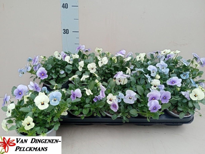 <h4>VIO CO TW GEM</h4>