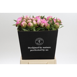 Paeonia Dr A Fleming