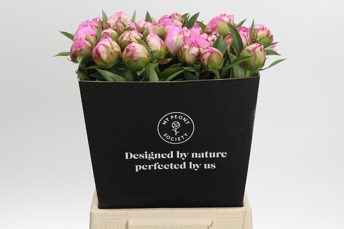 Paeonia Dr Alexander Fleming