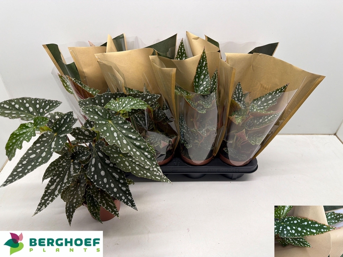 <h4>BEG MA SPOTL GREEN</h4>