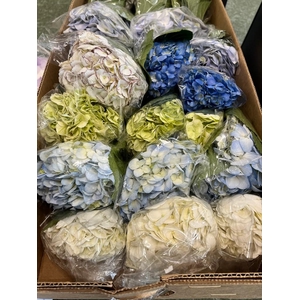 Hydrangea mix in box