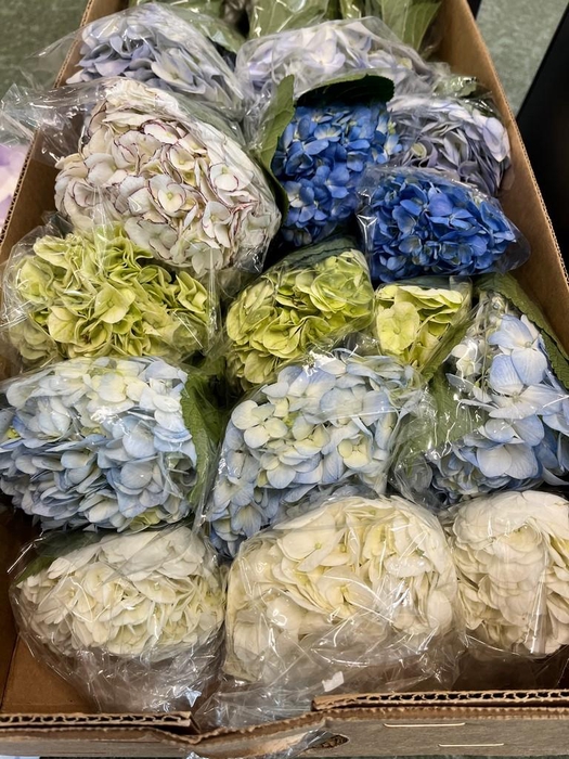 <h4>Hydrangea mix in box</h4>