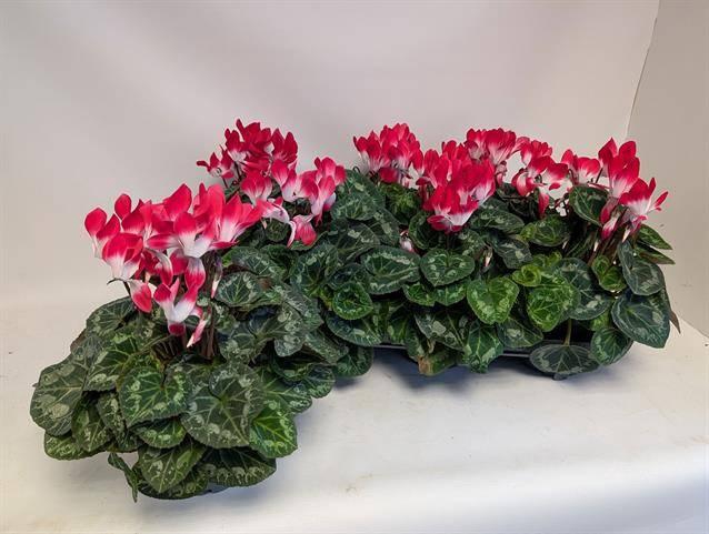 <h4>CYCL MD INDIAKA</h4>