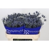 Eryngium Blue Dynamite