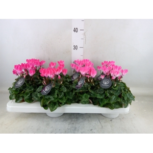 Cyclamen KL   ...patio
