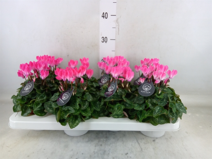 <h4>Cyclamen KL   ...patio</h4>