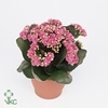 KALANCHOE ARTS-HYBRID