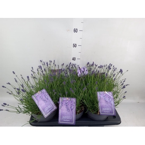 Lavandula angus. 'Essence Pure'