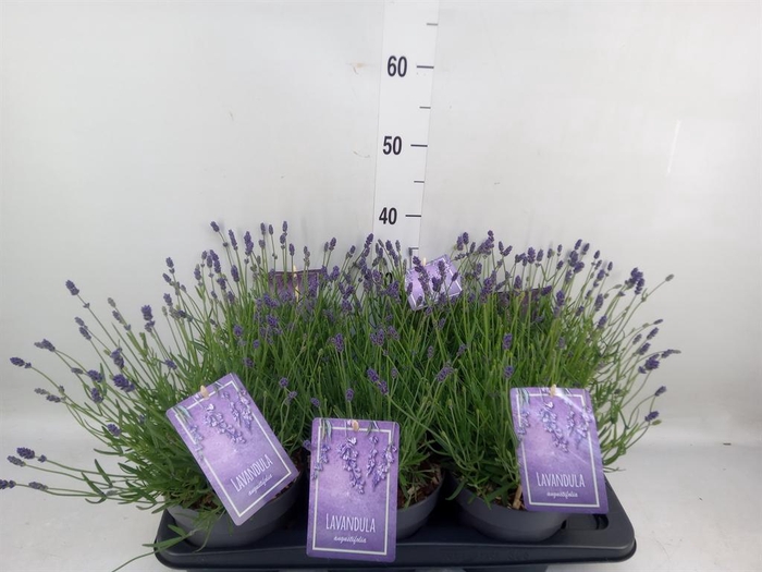 <h4>Lavandula angus. 'Essence Pure'</h4>