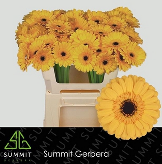 <h4>Ge Mi Tweety</h4>