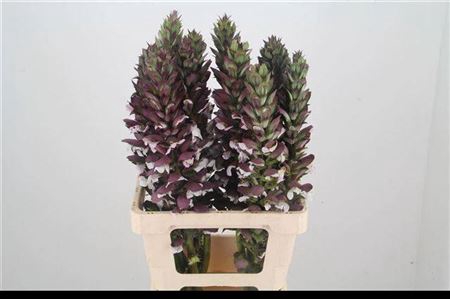 <h4>Acanthus Hungaricus</h4>