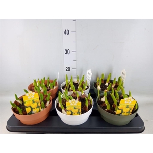 Tulipa DU 'Yellow Baby'