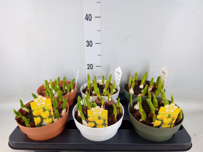 <h4>Tulipa DU 'Yellow Baby'</h4>