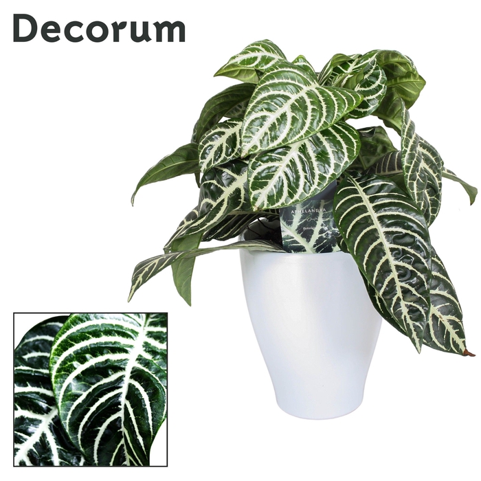 <h4>Botanica Aphelandra Green Decorum Carly wit keramiek</h4>