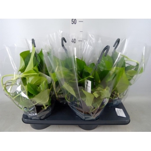 Epipremnum pinn. 'Aureum'  HG