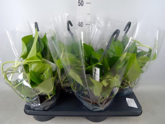 <h4>Epipremnum pinn. 'Aureum'  HG</h4>