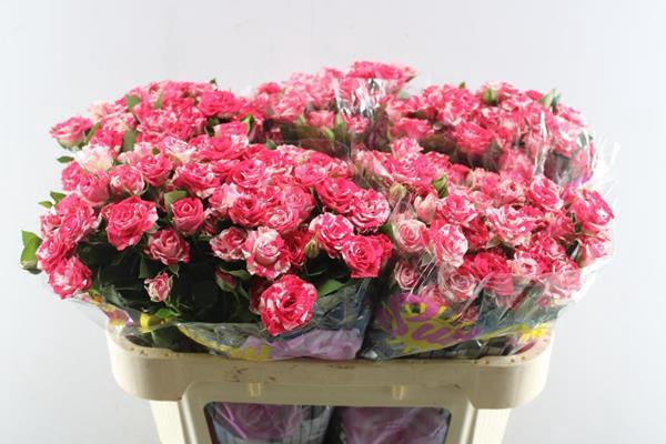 <h4>R Tr Fireworks L70</h4>