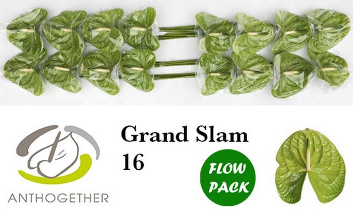 <h4>Anth A Grand Slam Flow Pack X16 bouman</h4>