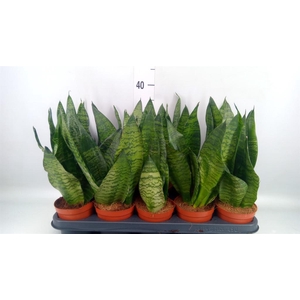 Sansevieria zeylanica